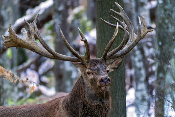 Ein starker Hirsch am Waldrand