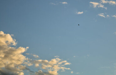 bird flying in a blue sky