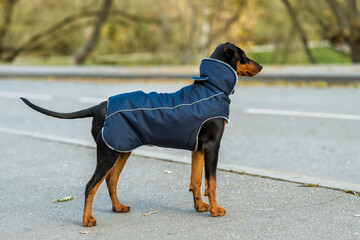 German Pinscher puppy, six months old, uncropped ears, black and tan, in a warm jacket, standing by the road