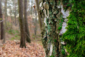 Mocna Brzoza, pomiędzy innymi drzewami © Radek