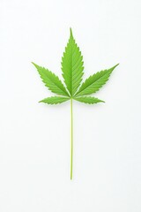 Clean minimal cbd oil extraction from hemp leaf on white background