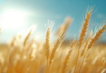 Obraz premium Golden Wheat Field Under Bright Blue Sky with Sunlight Shining Through, Capturing the Beauty of Nature and Agriculture in a Vibrant Landscape