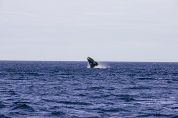 Naklejka premium Ballena franca austral saltando en el oceano atlantico Golfo Nuevo, Chubut, Argentina