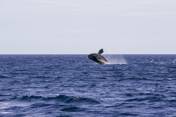 Naklejka premium Ballena franca austral saltando en el oceano atlantico Golfo Nuevo, Chubut, Argentina
