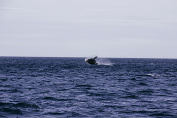 Obraz premium Ballena franca austral saltando en el oceano atlantico Golfo Nuevo, Chubut, Argentina