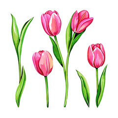 Fototapeta premium Watercolor hand drawn colorful tulip vector illustration (6)