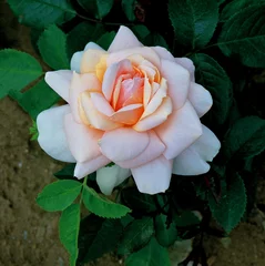 Rosa 'Champagne Moment' © Garden Guru