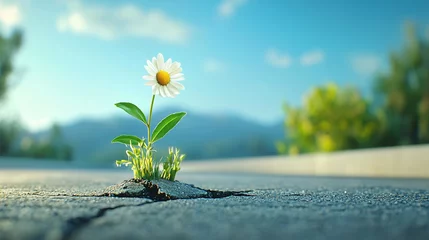 Foto op Canvas A flower growing through a crack in the pavement under a blue sky. © Gibster
