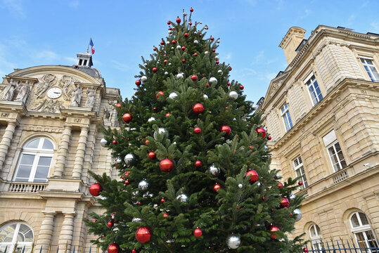 Sapin de No&euml;l au jardin du Luxembourg &agrave; Paris. France