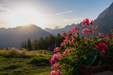 Close up of red flowers with breathtaking sunrise over silhouette of mountain range of Julian Alps...