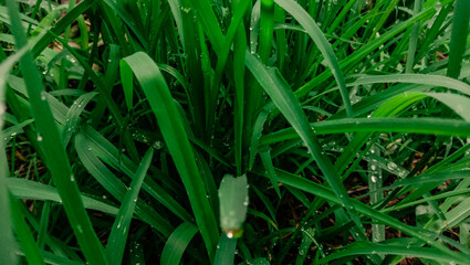 Close up of Water Droplets on Blades of Grass.