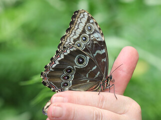 Blauer Morphofalter - Peleides blue morpho