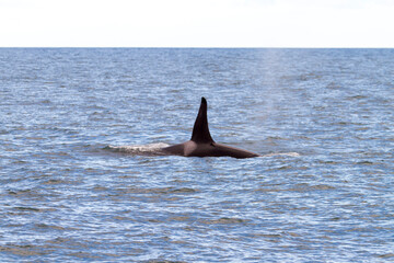 Majestic orca swimming gracefully in the open ocean under a clear sky.