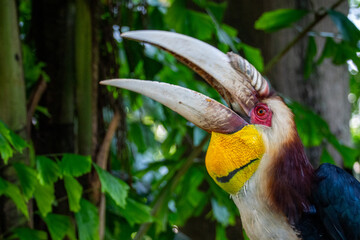 The wreathed hornbill (Rhyticeros undulatus) is an Old World tropical bird of the hornbill family Bucerotidae, also called bar-pouched wreathed hornbill © lessysebastian