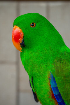 Eclectus is a genus of parrot, the Psittaciformes, which consists of four known extant species known as eclectus parrots and the extinct Eclectus infectus, the oceanic eclectus parrot.