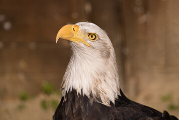 Portrait of american bald eagle