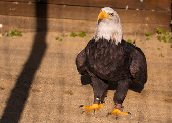 Portrait of american bald eagle