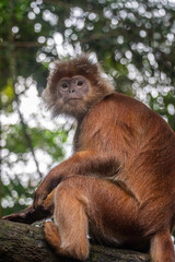 Presbytis is a genus of Old World monkeys also known as langurs, leaf monkeys, or surilis