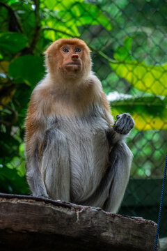 The proboscis monkey or long-nosed monkey (Nasalis larvatus) is an arboreal Old World monkey with an unusually large nose (or proboscis)