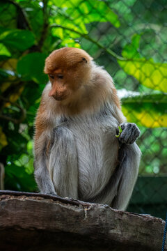 The proboscis monkey or long-nosed monkey (Nasalis larvatus) is an arboreal Old World monkey with an unusually large nose (or proboscis)