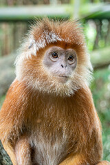 Presbytis is a genus of Old World monkeys also known as langurs, leaf monkeys, or surilis