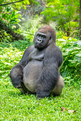 Gorillas are herbivorous, predominantly ground-dwelling great apes that inhabit the tropical forests of equatorial Africa
