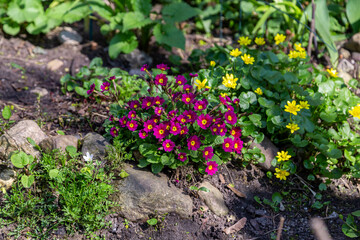 Colorful spring primroses flowers. rimula in spring garden. Pink primrose
