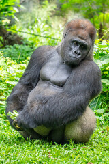 Gorillas are herbivorous, predominantly ground-dwelling great apes that inhabit the tropical forests of equatorial Africa