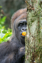 Gorillas are herbivorous, predominantly ground-dwelling great apes that inhabit the tropical forests of equatorial Africa