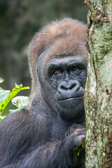 Gorillas are herbivorous, predominantly ground-dwelling great apes that inhabit the tropical forests of equatorial Africa