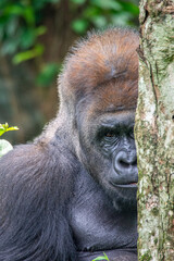 Gorillas are herbivorous, predominantly ground-dwelling great apes that inhabit the tropical forests of equatorial Africa