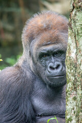 Gorillas are herbivorous, predominantly ground-dwelling great apes that inhabit the tropical forests of equatorial Africa