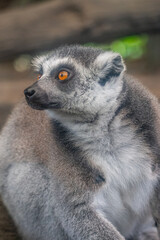 Fototapeta premium The ring-tailed lemur (Lemur catta) is a medium- to larger-sized strepsirrhine (wet-nosed) primate and the most internationally recognized lemur species, owing to its long, black-and-white, ringed tai