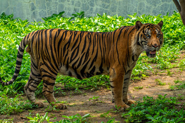 The Sumatran tiger is a population of Panthera tigris sondaica on the Indonesian island of Sumatra