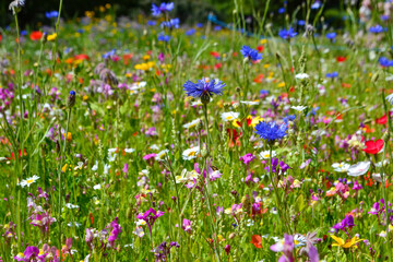flowers in the field