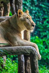 The lion (Panthera leo) is a large cat of the genus Panthera, native to Africa and India