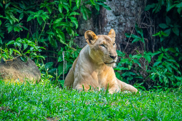 The lion (Panthera leo) is a large cat of the genus Panthera, native to Africa and India