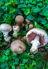 Agaricus bresadolanus - group of inedible and rare mushrooms in Ukraine among green grass in the garden, Ukraine