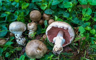 Agaricus bresadolanus - group of inedible and rare mushrooms in Ukraine among green grass in the garden, Ukraine