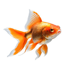 Vibrant Orange and White Goldfish with Transparent Background