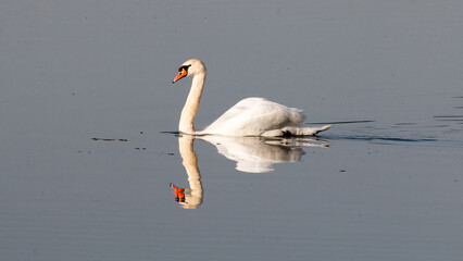 swan on the lake