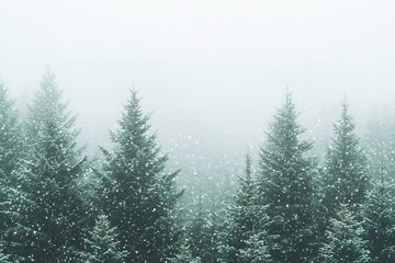 Obraz premium Snow-covered pine trees in a serene winter landscape