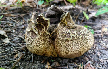 Scaly Earthball Scleroderma verrucosum - round brown mushroom with cracked surface, Odesa, Ukraine