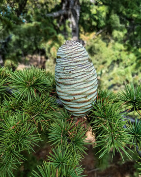 Atlas cedar, Cedrus atlantica - a two-year-old cone on a tree branch