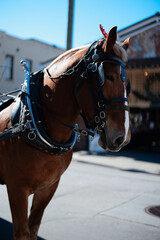 Charleston Historic District Area