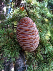 Atlas cedar, Cedrus atlantica - a two-year-old cone on a tree branch