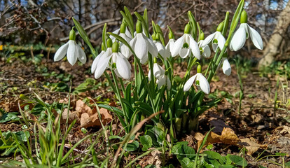 Galanthus nivalis - early blooming spring flowers, primroses - ephemeroids, Ukraine