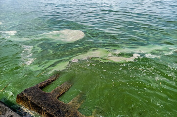Strong bloom of water with blue-green algae, ecological disaster, pollution of the Black Sea