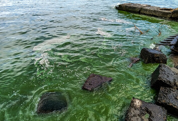 Strong bloom of water with blue-green algae, ecological disaster, pollution of the Black Sea