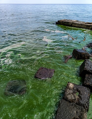 Strong bloom of water with blue-green algae, ecological disaster, pollution of the Black Sea